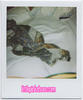 polaroids